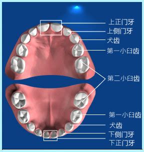 牙齒大顆的人